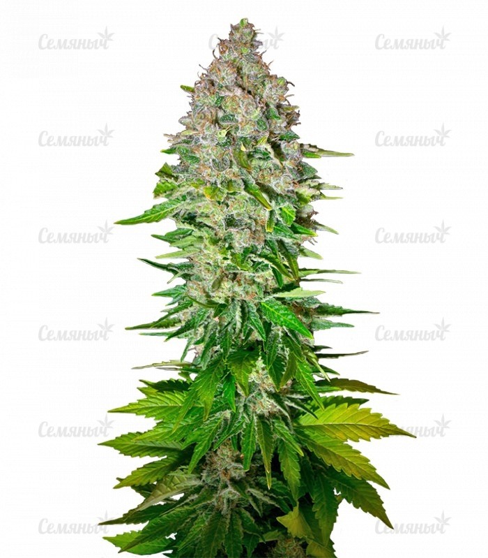 Семена сорта   Jack 47 fem (Sweet Seeds) 