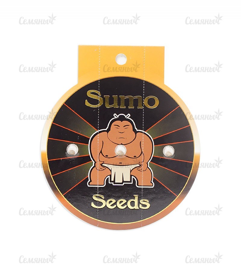 Семена сорта   CBD Kongs Kush fem (Sumo Seeds) 