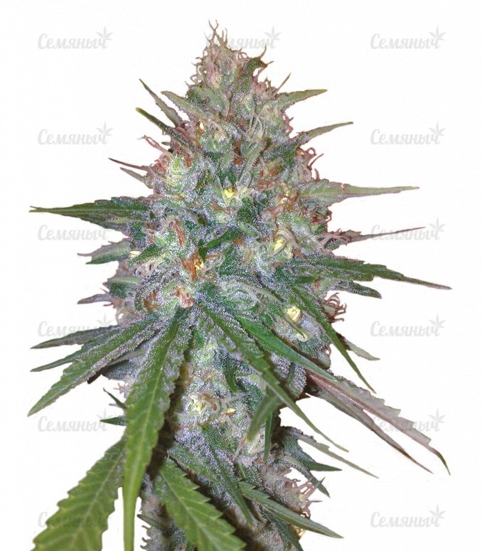 Семена сорта   Ganesh Spirit fem (Sweet Seeds) 