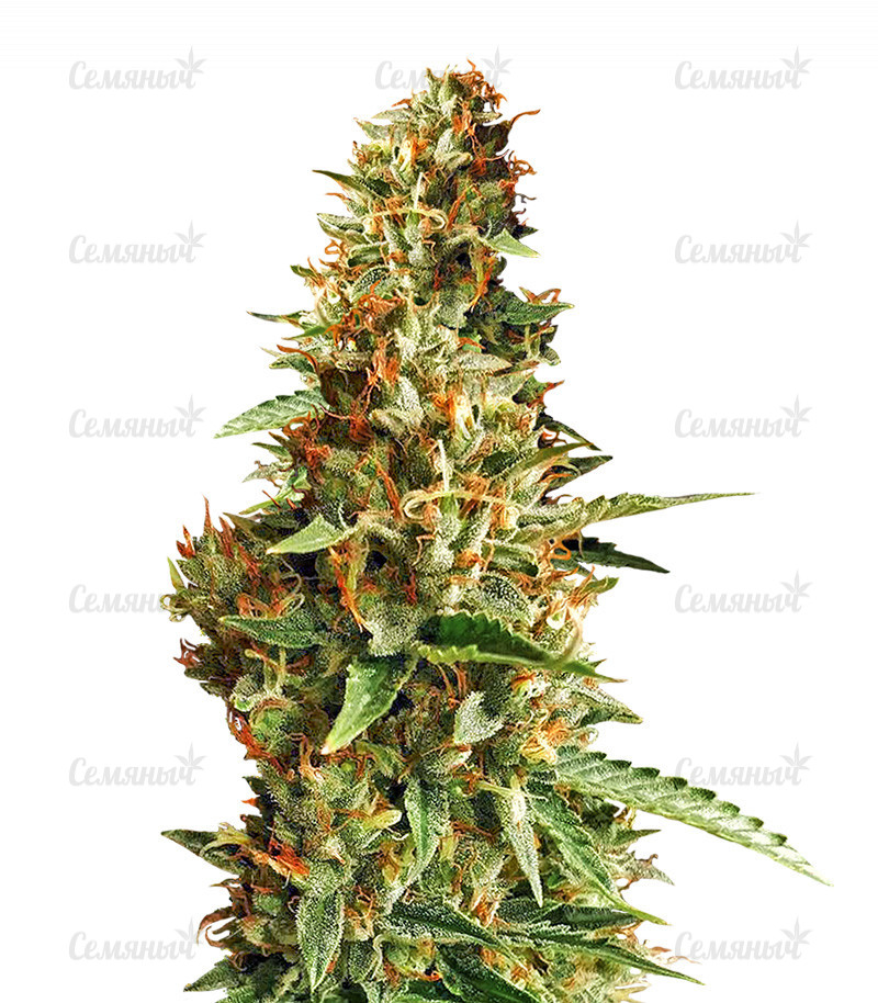 Семена сорта   DO-SI-DOS fem (Cali Buds Seeds) 