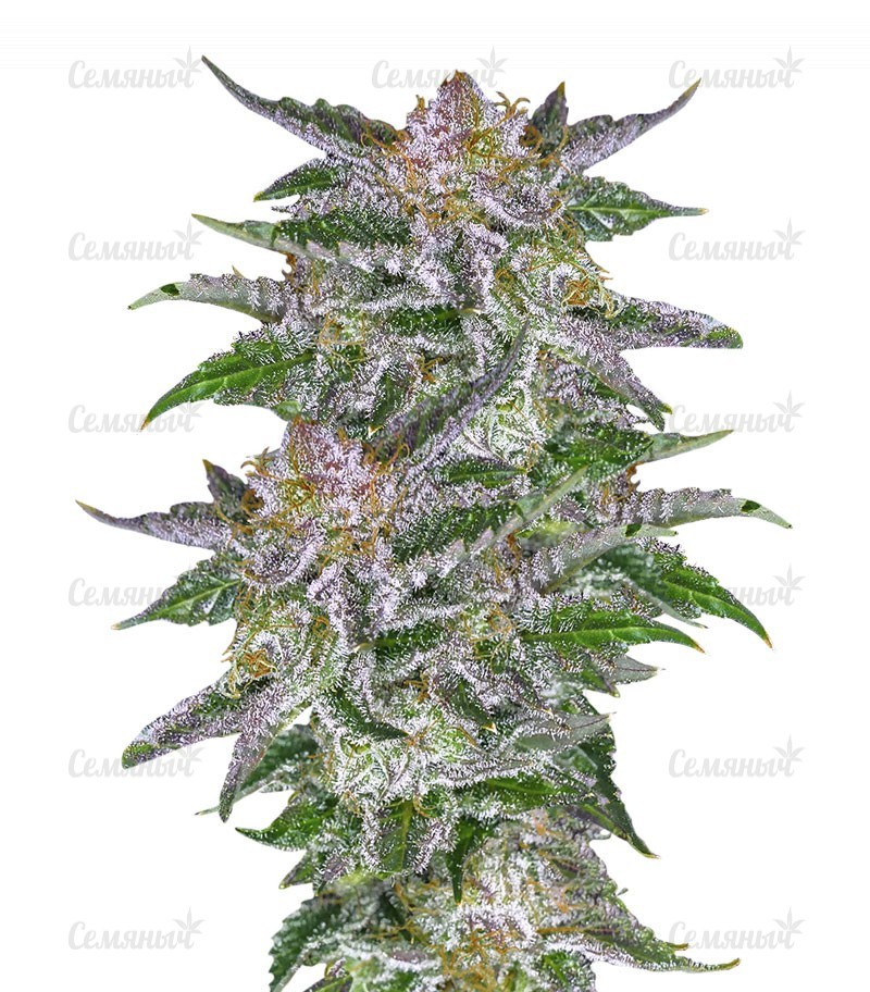 Семена сорта   Olympia fem (Pyramid Seeds) 