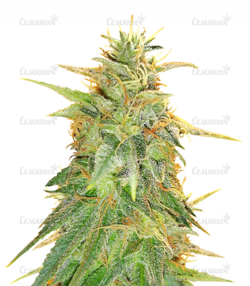 Семена сорта   Zkittzy Gorilla fem (Original Sensible Seeds) 