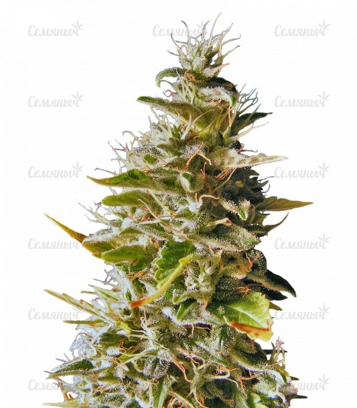 Семена сорта   Botafumeiros fem (Sweet Seeds) 