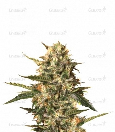 Семена сорта   Mother Gorilla (Royal Madre) fem (RQS) 