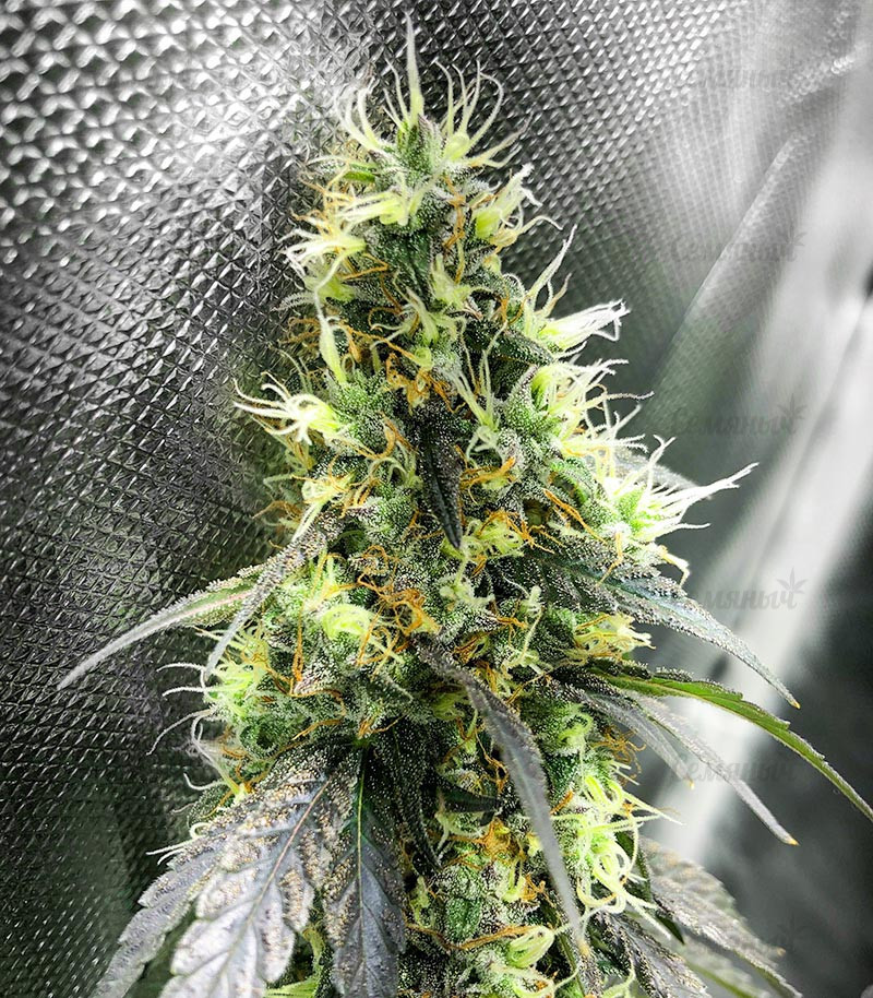 Семена сорта   Moby Dick fem (Barneys Farm) 