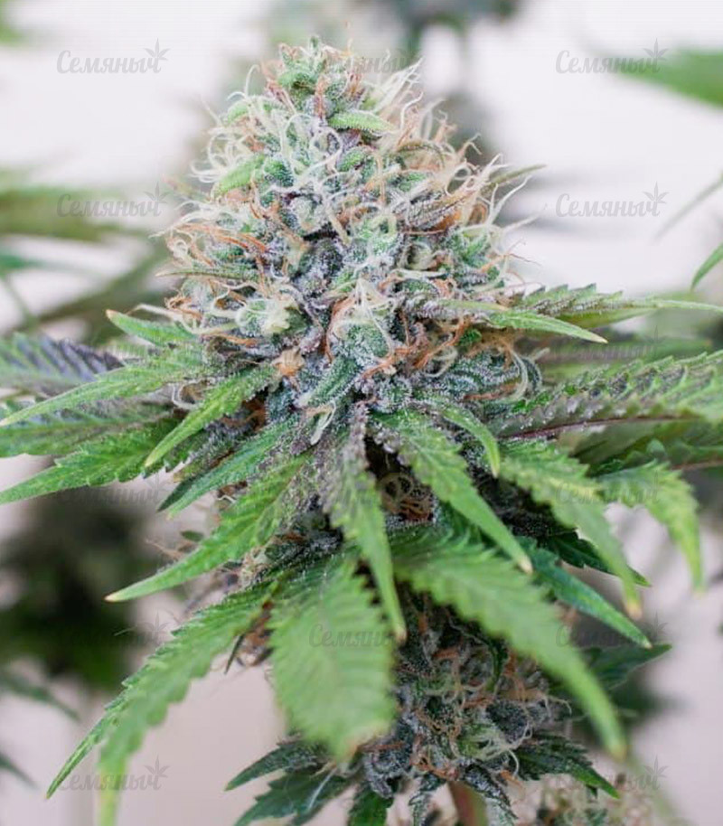 Семена сорта   Ice Cream Ghost Train fem (Cali Buds Seeds) 