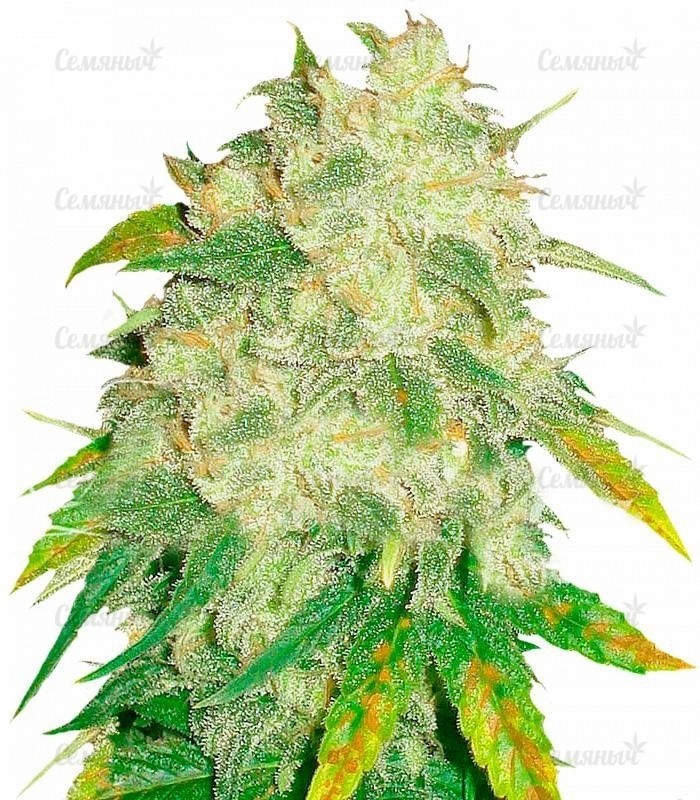 Семена сорта   Il Diavolo auto fem (Delicious Seeds) 