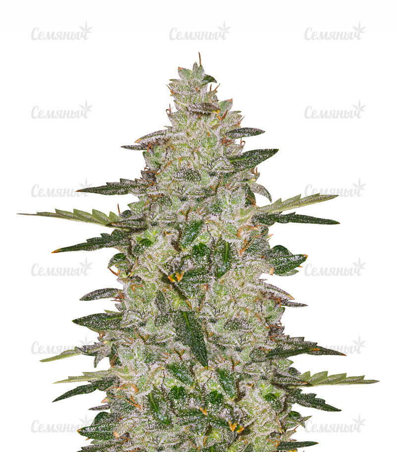 Семена сорта   Auto Anesthesia fem (Pyramid Seeds) 