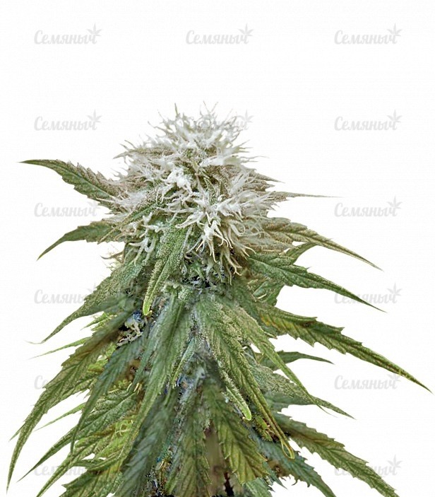 Семена сорта   Misty Kush fem (Nirvana Seeds) 