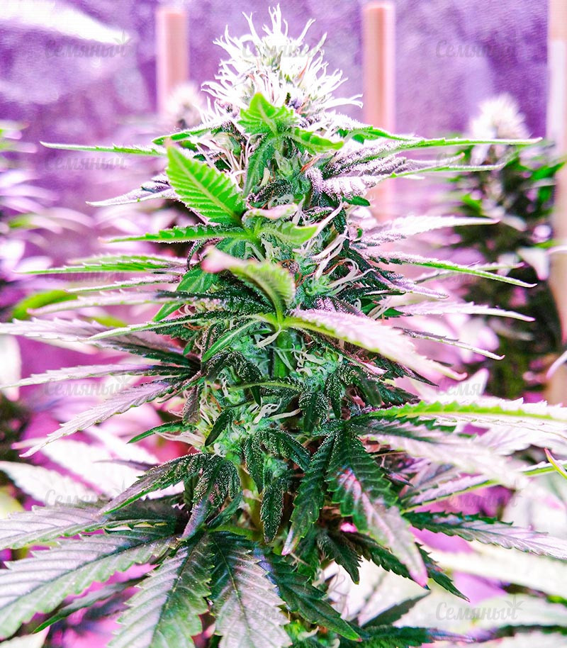 Семена сорта   K-2 fem (Nirvana Seeds) 