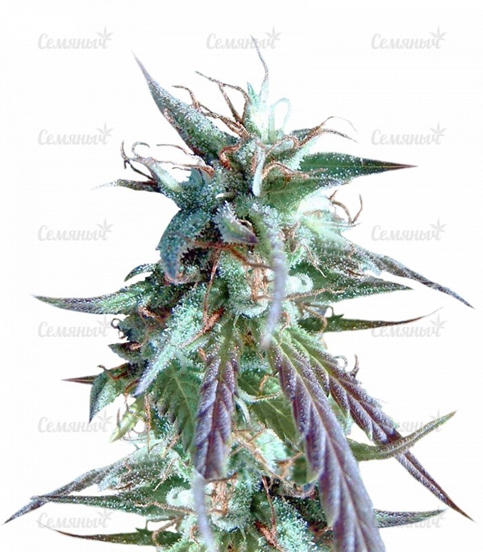 Семена сорта   Kilimanjaro fem (World of Seeds) 