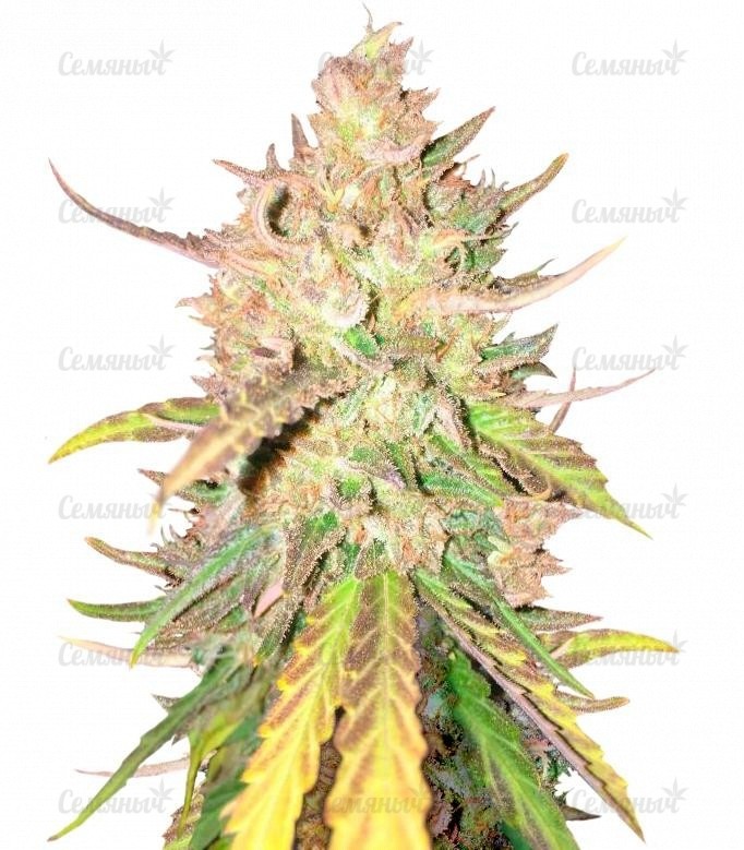 Семена сорта   Sugar Candy fem (Delicious Seeds) 