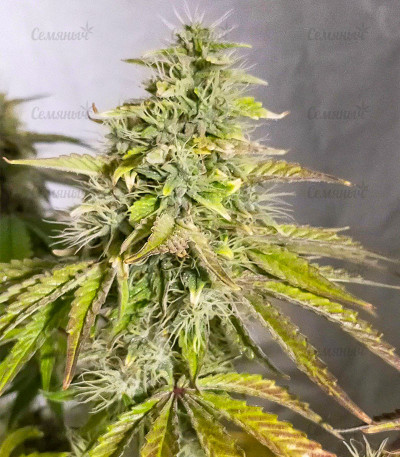 Семена сорта   Watermelon OG fem (Advanced Seeds) 