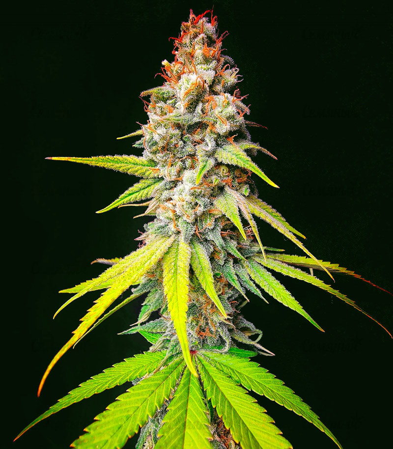 Семена сорта   Monster Moby fem (Monster Genetics) 