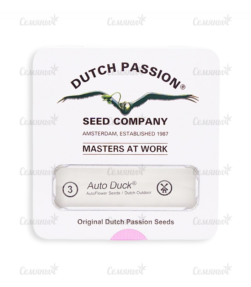 Семена сорта   Auto Duck fem (Dutch Passion) 