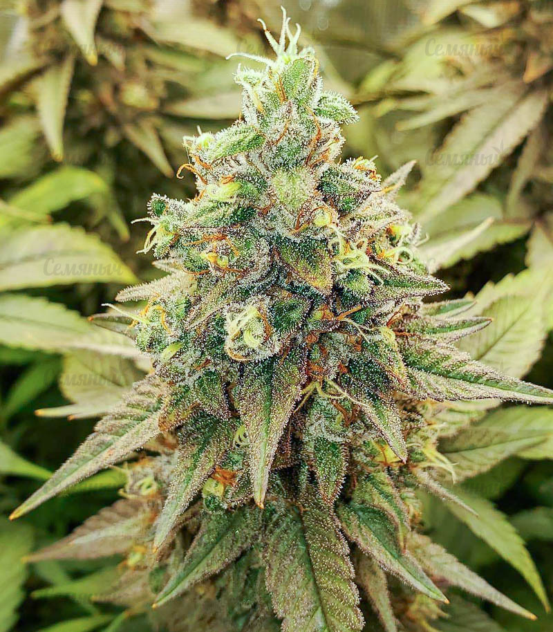 Семена сорта   Bubba Kush fem (Barneys Farm) 