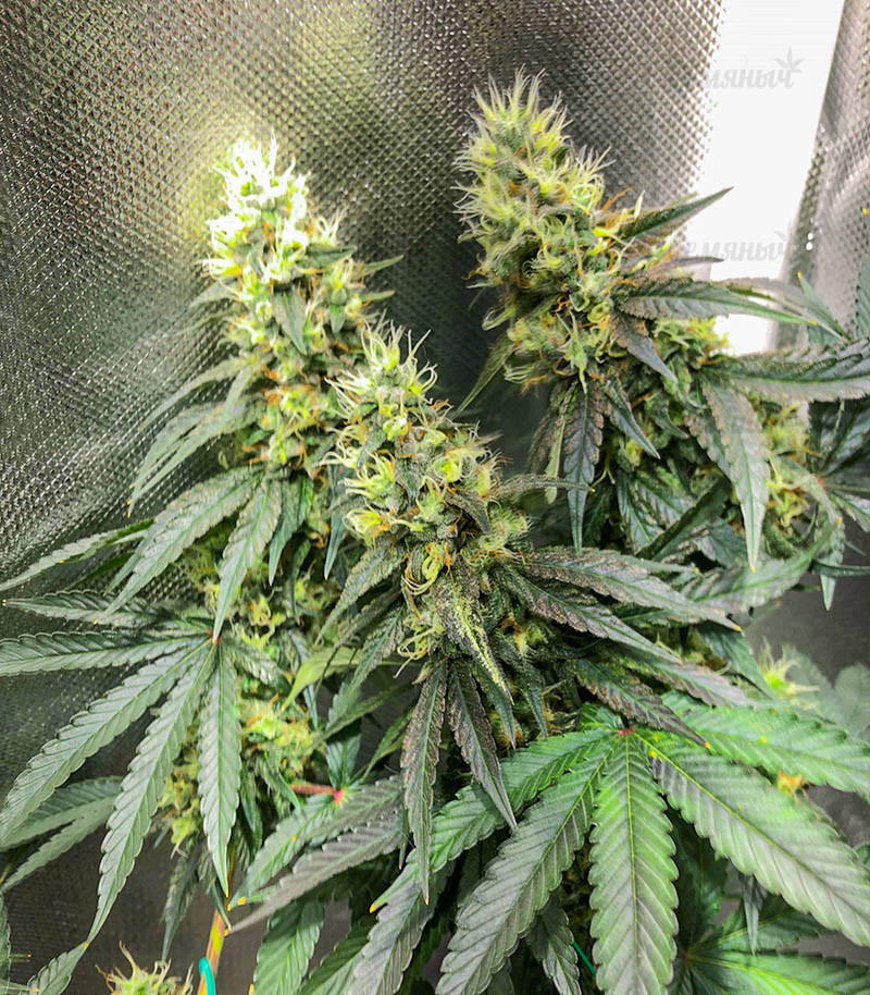 Семена сорта   Moby Dick fem (Barneys Farm) 