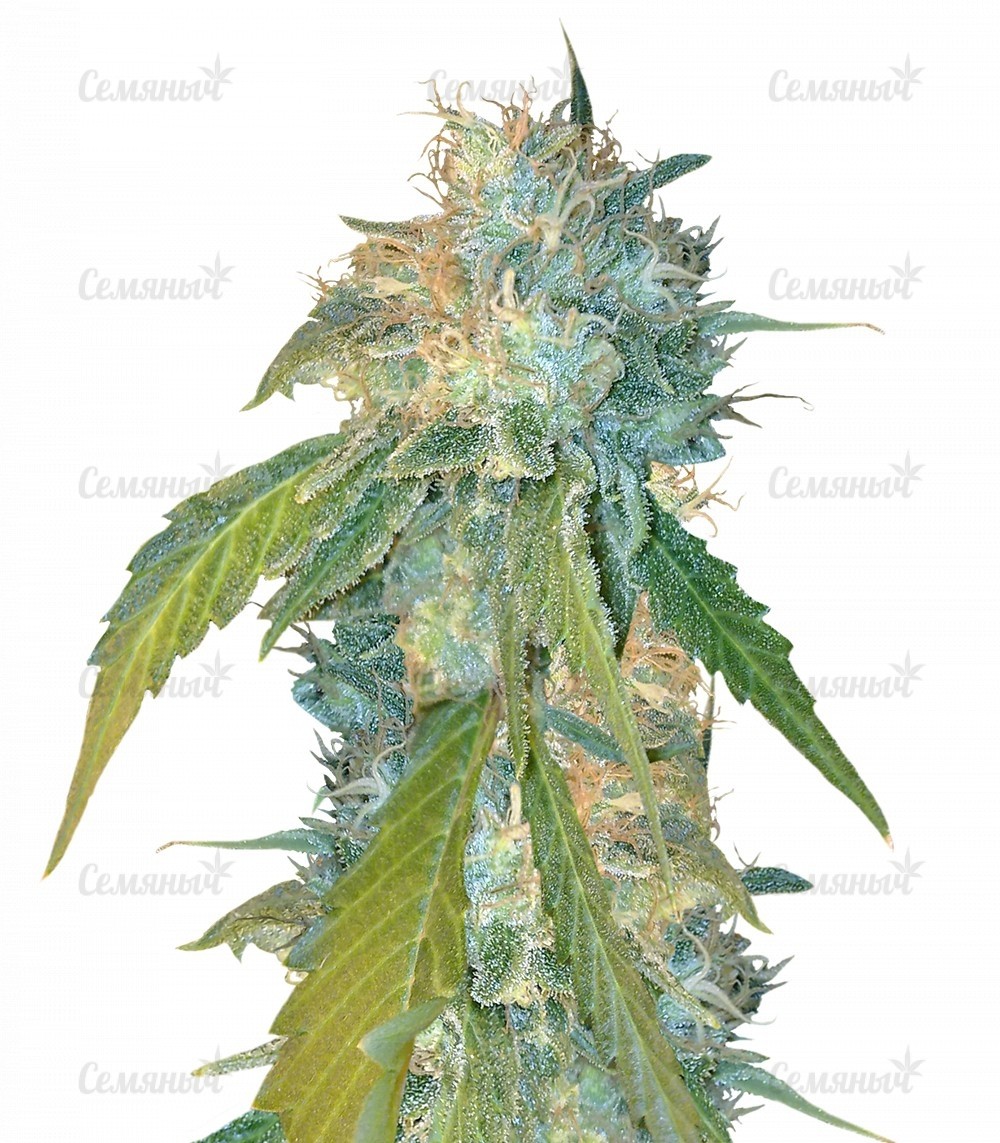 Семена сорта   Yumbolt 47 fem (World of Seeds) 