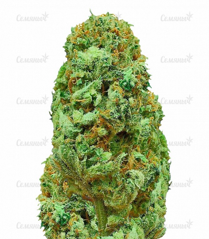 Семена сорта   Amnesia Ganja Haze regular (Sumo Seeds) 