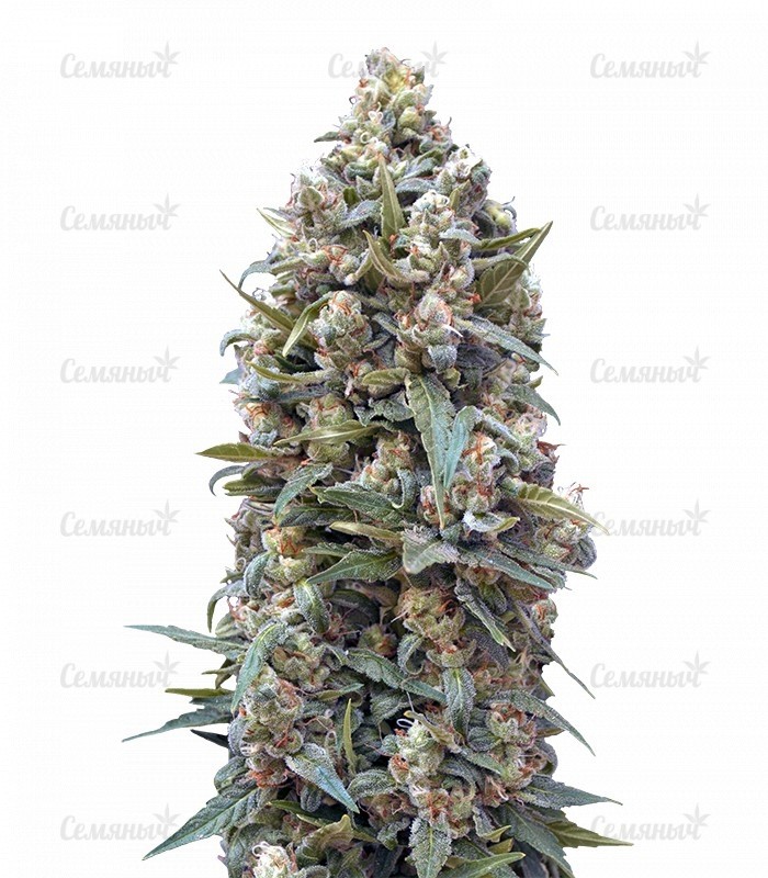 Семена сорта   00 Kush fem (00 Seeds) 