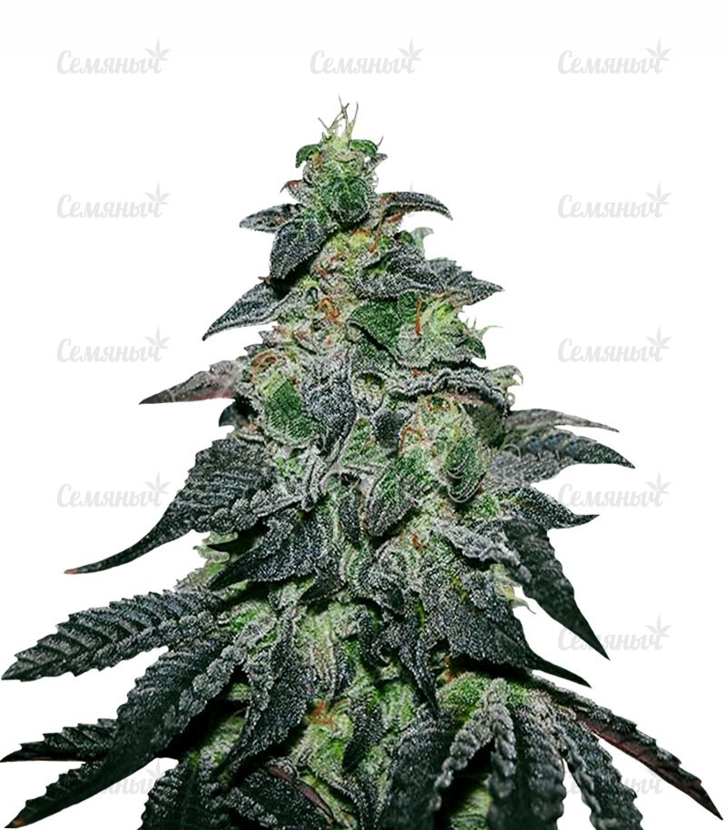 Семена сорта   Golosa fem (Delicious Seeds) 