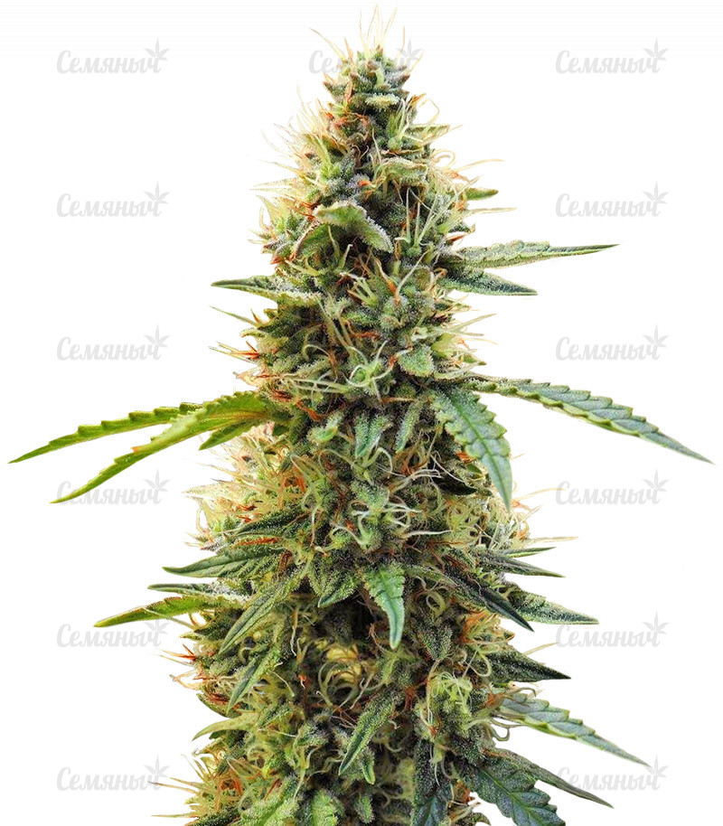 Семена сорта   Aurora Green Auto fem (Sumo Seeds) 