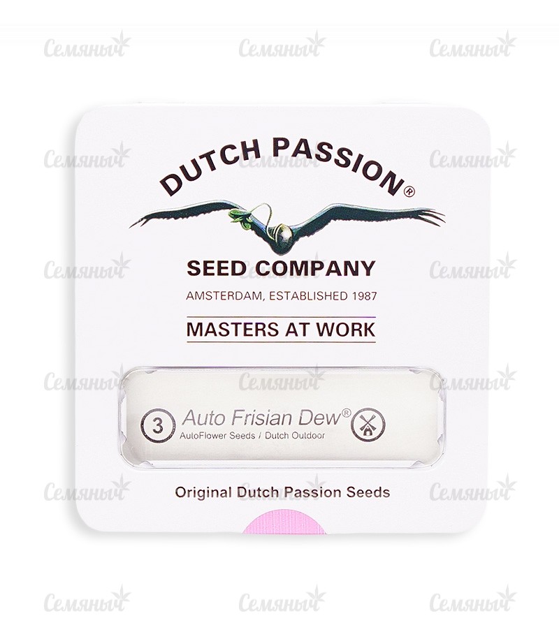 Семена сорта   Auto Frisian Dew fem (Dutch Passion) 