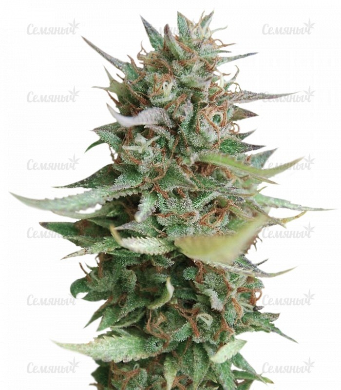 Семена сорта   Strawberry Blue fem (World of Seeds) 