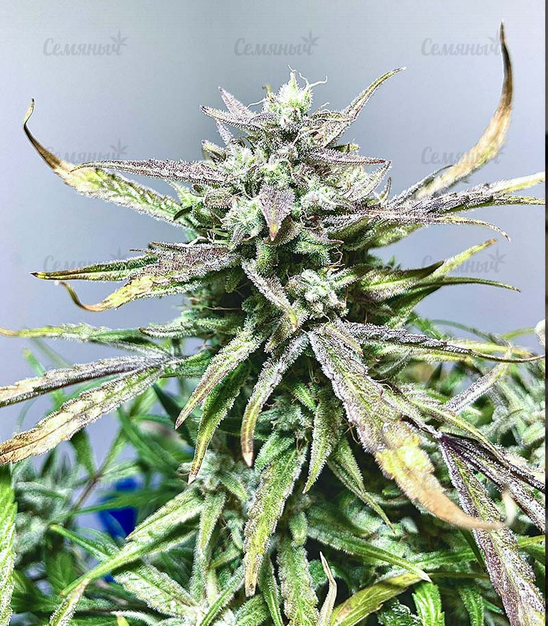 Семена сорта   Punch Gelato #33 Auto fem (Cali Buds Seeds) 