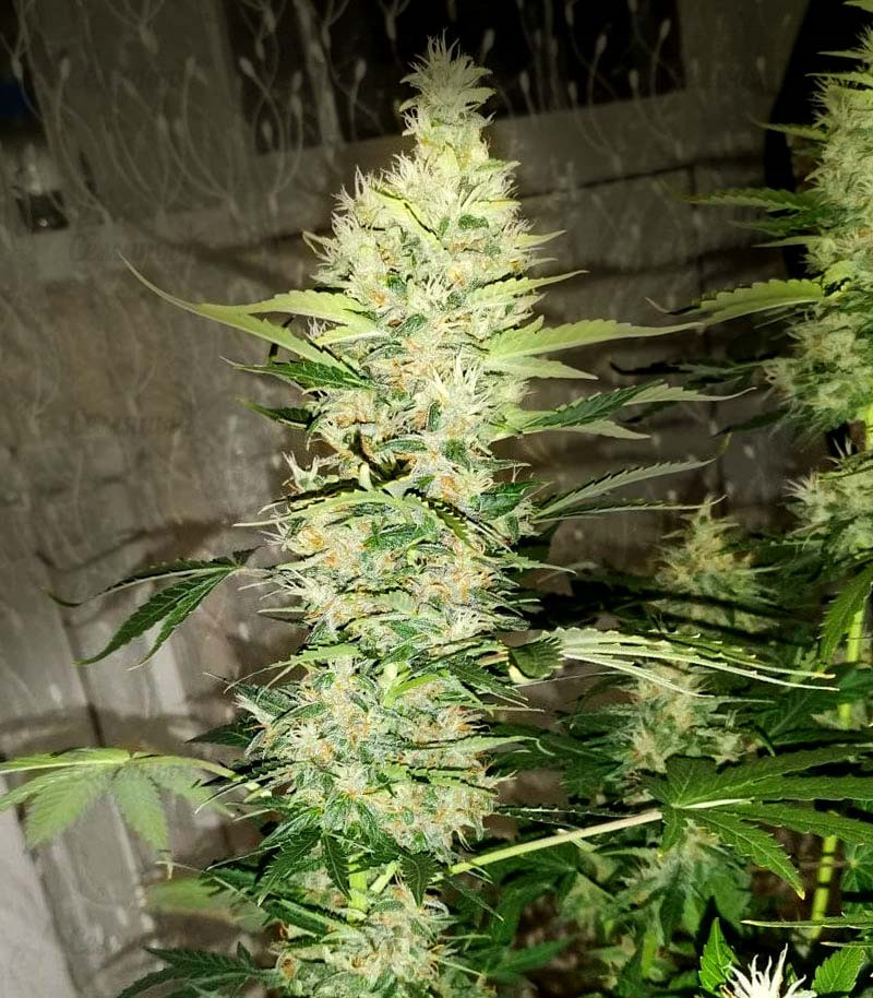 Семена сорта   Gran Purple Banner Auto fem (Cali Buds Seeds) 