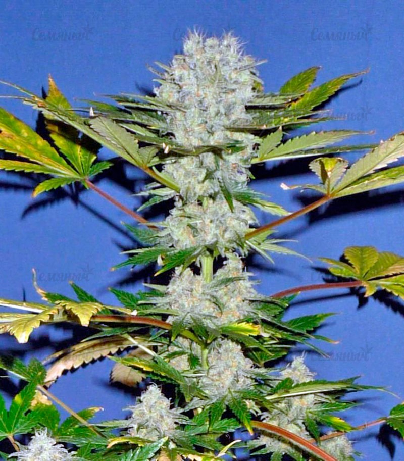 Семена сорта   Power Skunk Max Auto fem (Kannabia Seeds) 