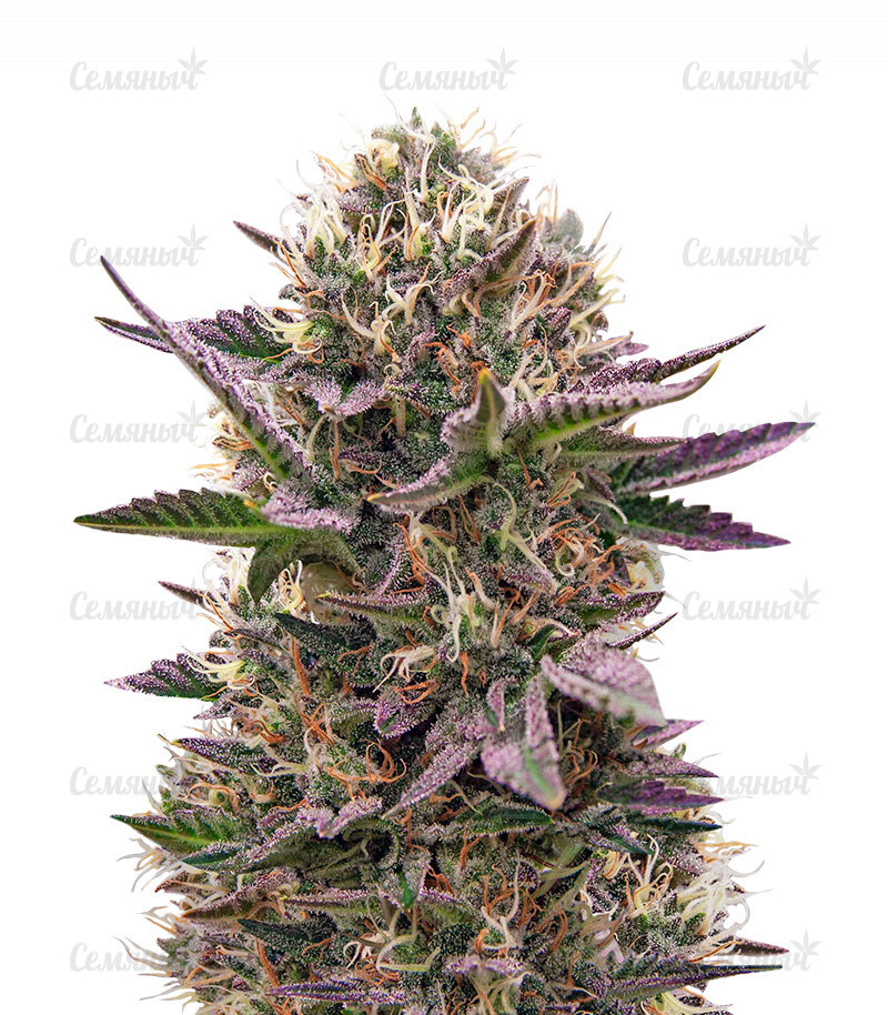 Семена сорта   Cookies USA fem (Pyramid Seeds) 