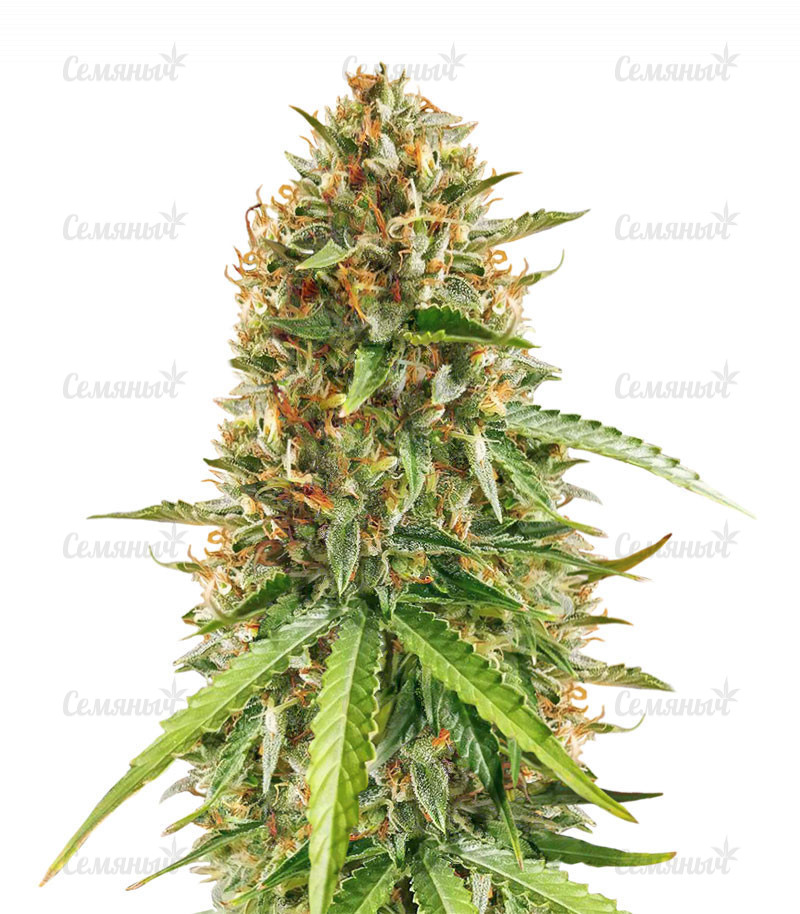 Семена сорта   Scout Cookies Auto fem (Семяныч) 