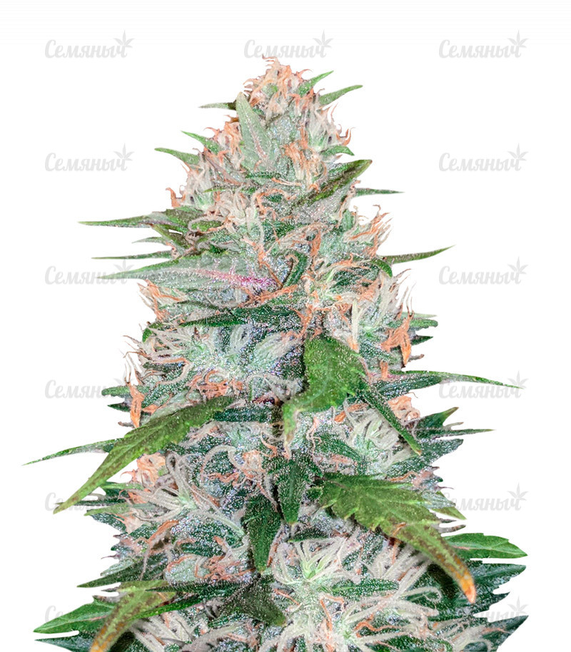 Семена сорта   Strawberry Cream fem (Sumo Seeds) 