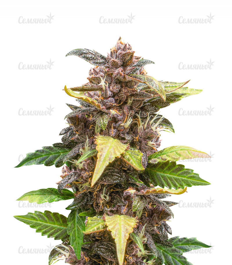 Семена сорта   Auto Purple fem (Pyramid Seeds) 