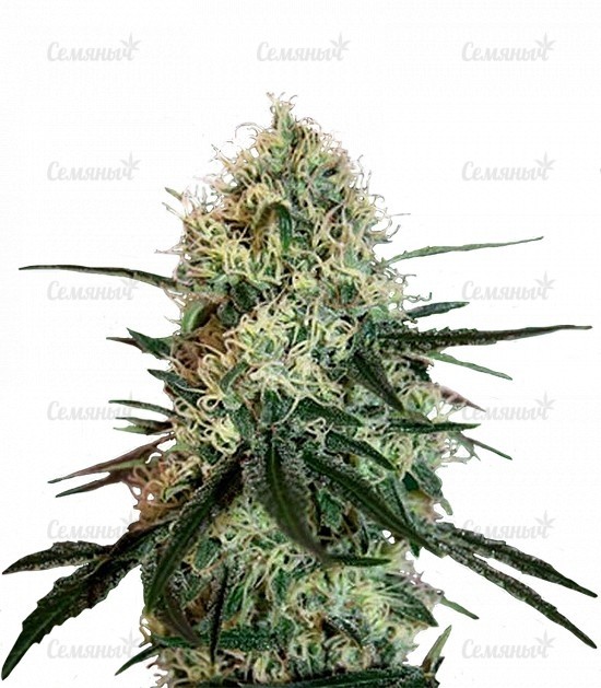 Семена сорта   Chronic Thunder fem (Barneys Farm) 