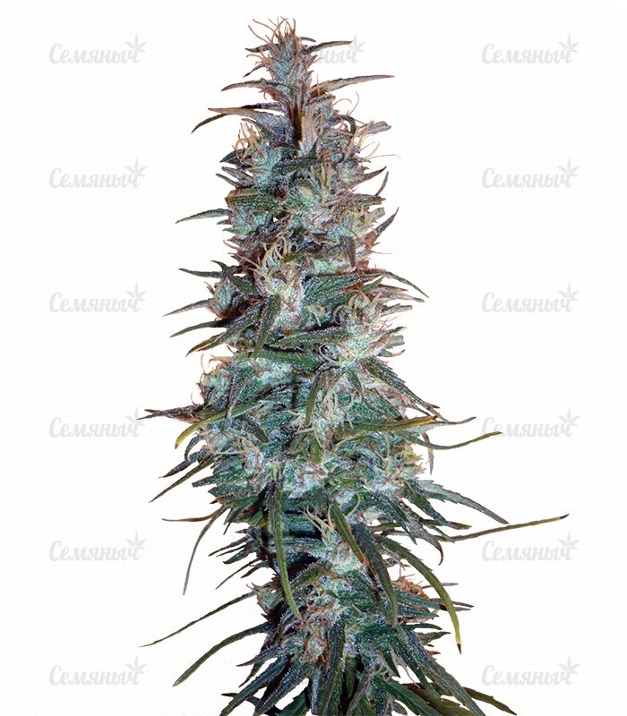 Семена сорта   Dr. Grinspoon fem (Barneys Farm) 