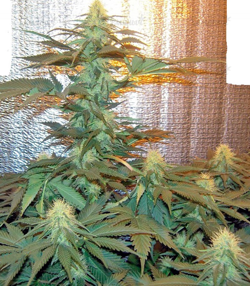 Семена сорта   Medusa fem (Nirvana Seeds) 