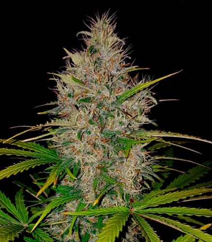 Семена сорта   Rainbow Road fem (Paradise Seeds) 