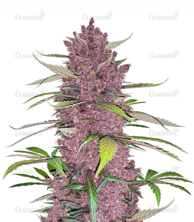 Семена сорта   Purple Lemonade Auto fem (FastBuds) 