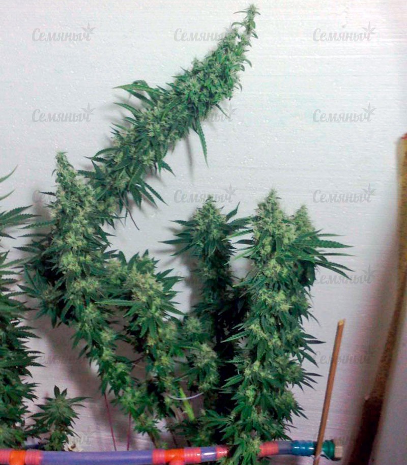 Семена сорта   Greenhouse Thai fem (GHS) 