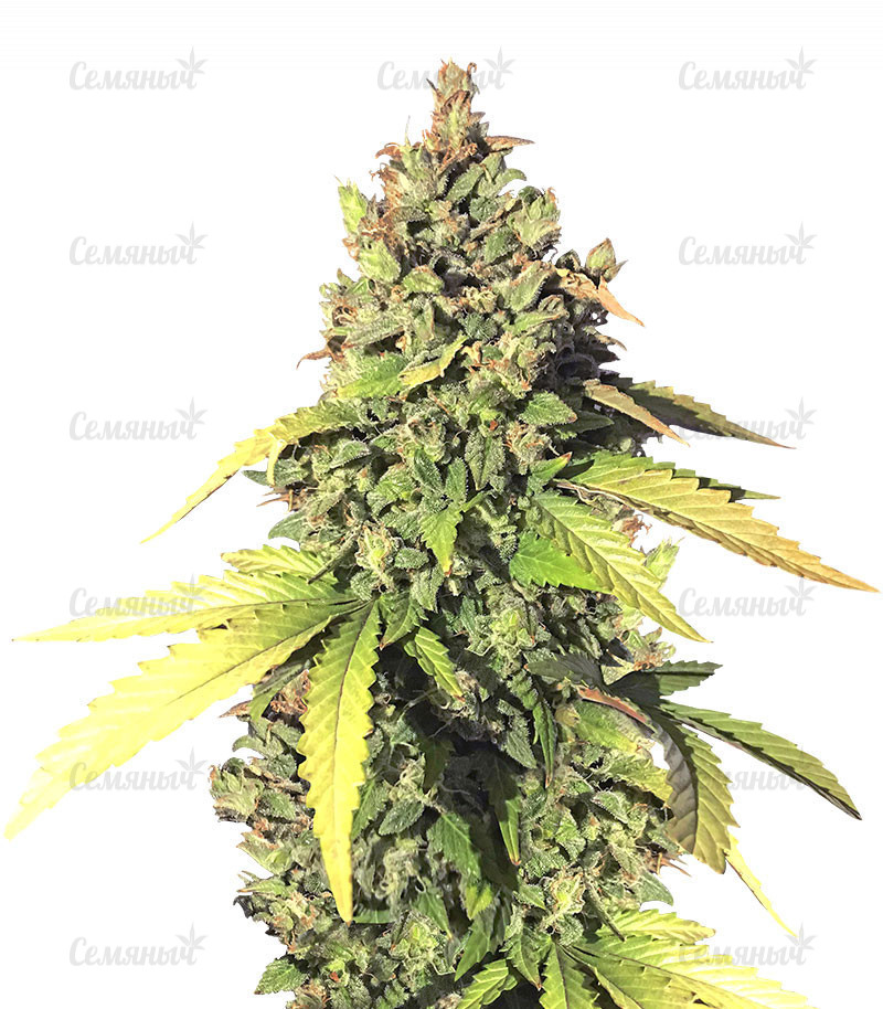 Семена сорта   Gorilla Auto fem (Семяныч) 