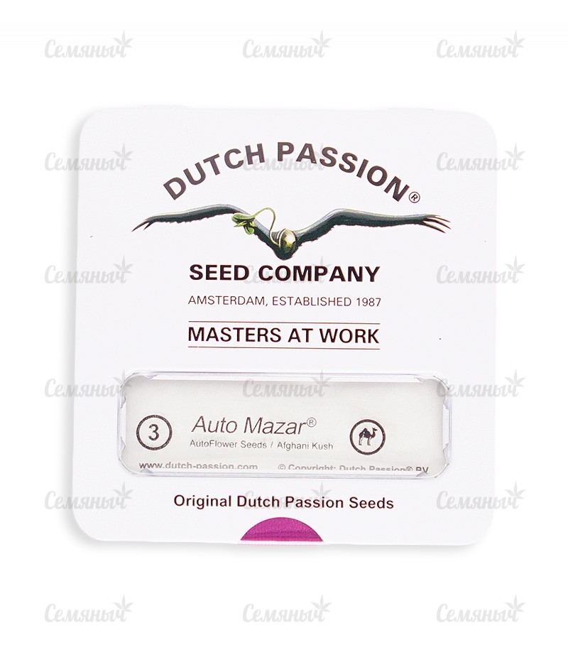 Семена сорта   Auto Mazar fem (Dutch Passion) 