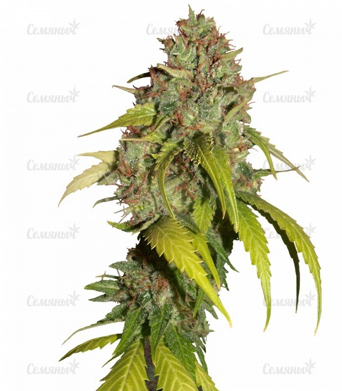 Семена сорта   Sweet Tai fem (Sweet Seeds) 