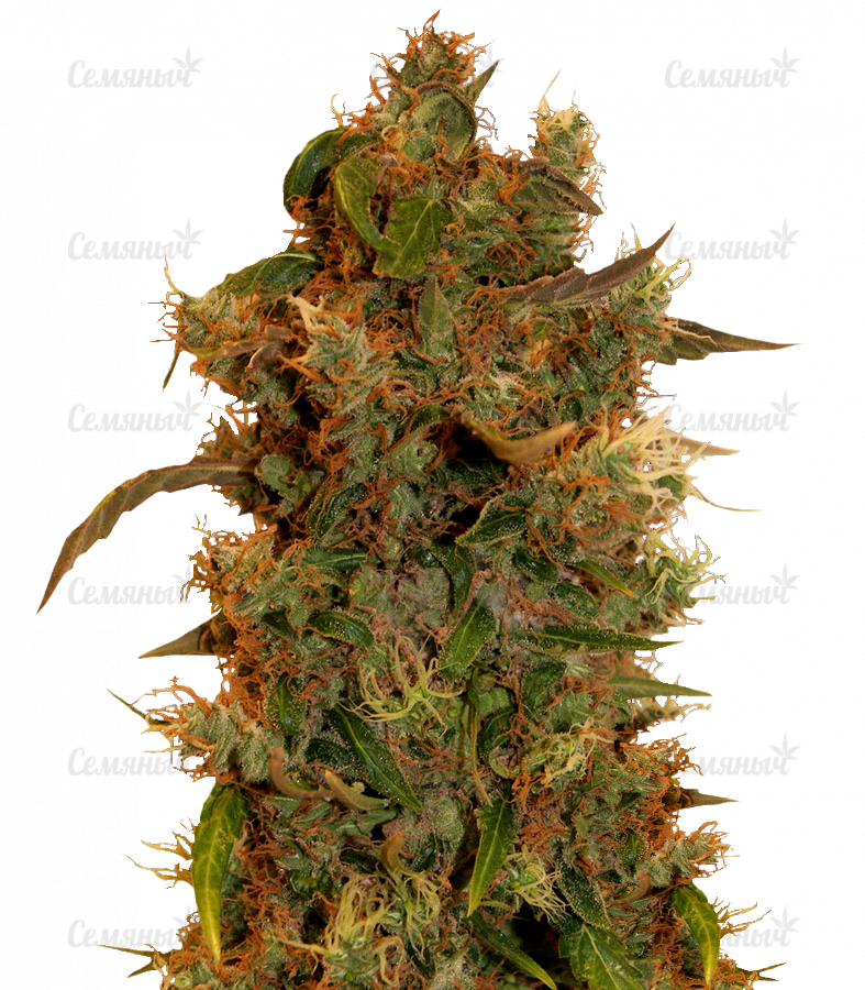 Семена сорта   8 Ball Kush fem (Barneys Farm) 