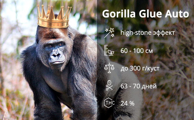 Gorilla