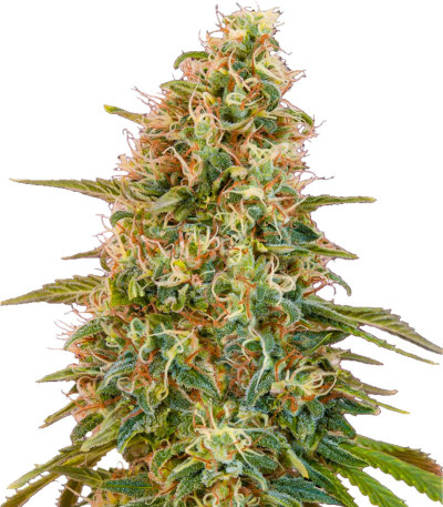 Семена сорта   Auto Zkittlez fem (Advanced Seeds) 