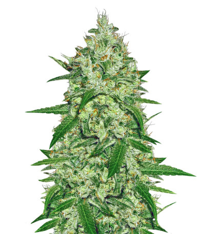 Семена сорта   Chemdog fem (Anesia Seeds) 