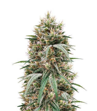 Семена сорта   Fem Mix Pack #1 fem (Herbies Seeds) 