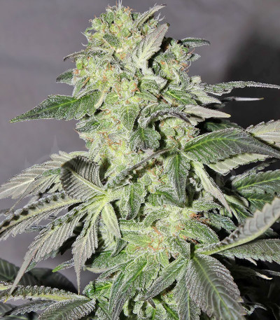 Семена сорта   Buddha Calamity Jane Auto fem (Buddha Seeds) 